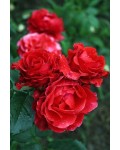 Троянда чайно-гібридна Ель Торо (червона) | Hybrid tea rose El Toro (red) | Роза чайно-гибридная Эль Торо (красная)